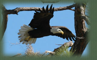 American Bald Eagle