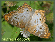 White Peacock Butterfly