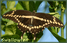 Giant Swallowtail Butterfly