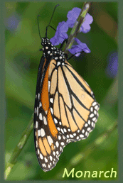 Monarch Butterfly