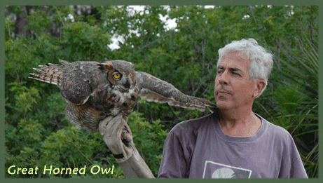 Great Horned Owl