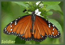 Soldier Butterfly