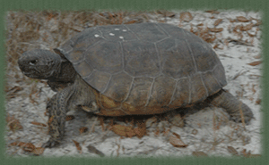 Gopher Tortoise